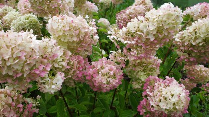 Flower Color Fading: White hydrangea paniculata shrub in garden that is changing in color from white to pink