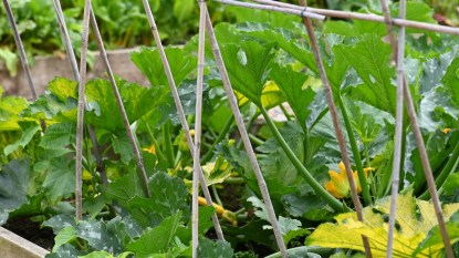 Squash plants growing up a trellis